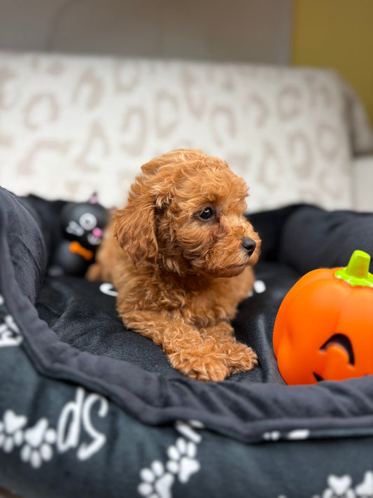 Apricot Male Toy Poodle (Deposit Only ‼️ Please Read DESCRIPTION Below‼️)