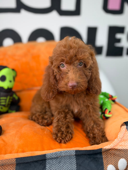 Red Female (Pink Nose, Blue Eyes) Miniature Poodle (Deposit Only ‼️ Please Read The Description Below‼️)