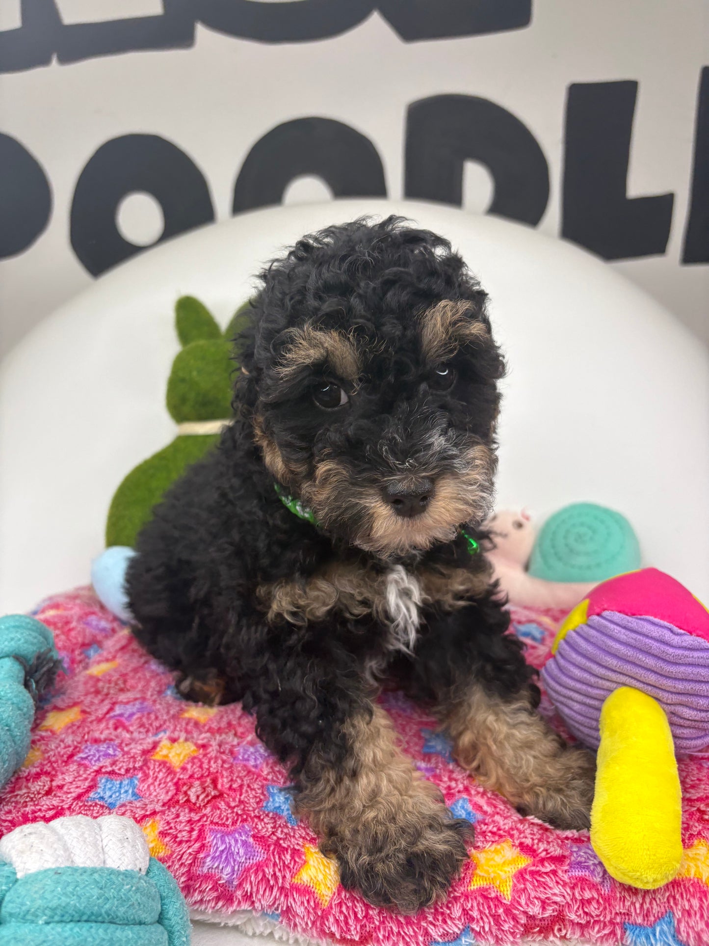 Red Phantom Male Toy Poodle (Deposit Only‼️Please Read The Description Below‼️)