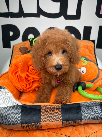 Apricot Female Miniature Poodle (Deposit Only ‼️ Please Read The DESCRIPTION Below‼️)