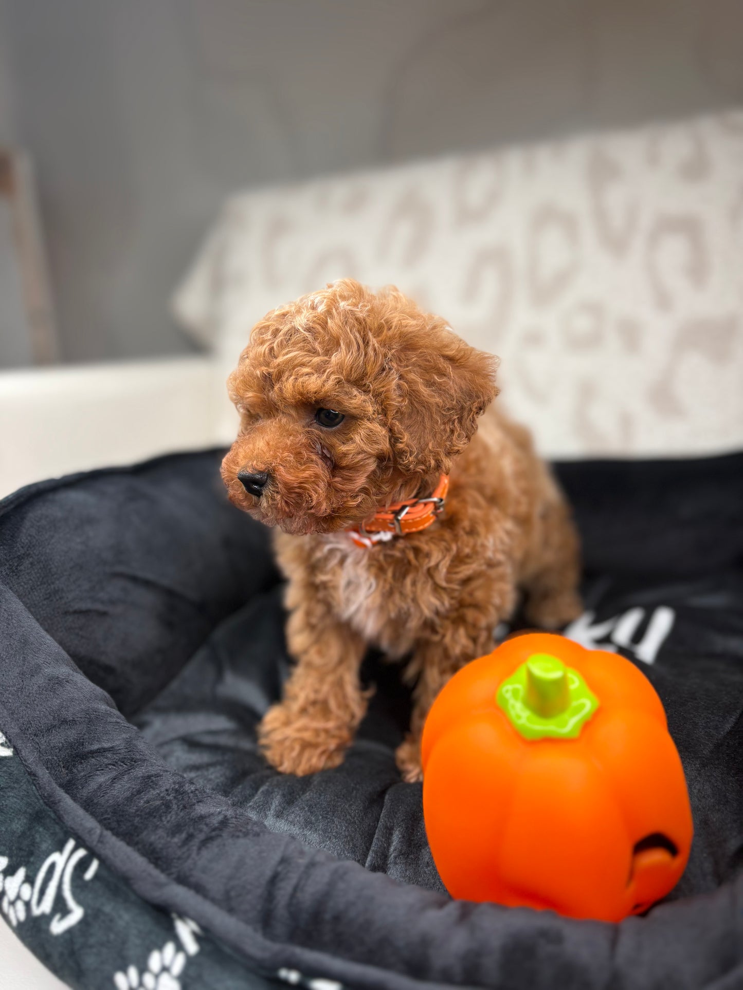 Apricot Male Teacup Poodle 🐩 ‼️(Deposit Only, Please Read The Description Below‼️)