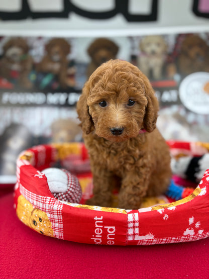 Red Male Toy Poodle (Deposit Only‼️Please Read The Description Below‼️)