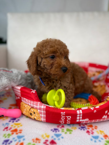 Red Female Toy Poodle 🐩 (Deposit Only ‼️ Please Read The Description Below ‼️)