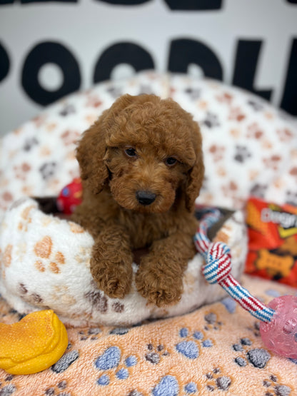 Red Male Toy Poodle ‼️(Deposit Only ‼️ Please Read The Description Below ‼️)