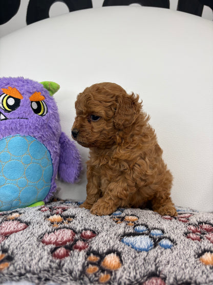 Ruby The Red Female Toy Poodle (Deposit Only‼️ Please Read The Description Below‼️)