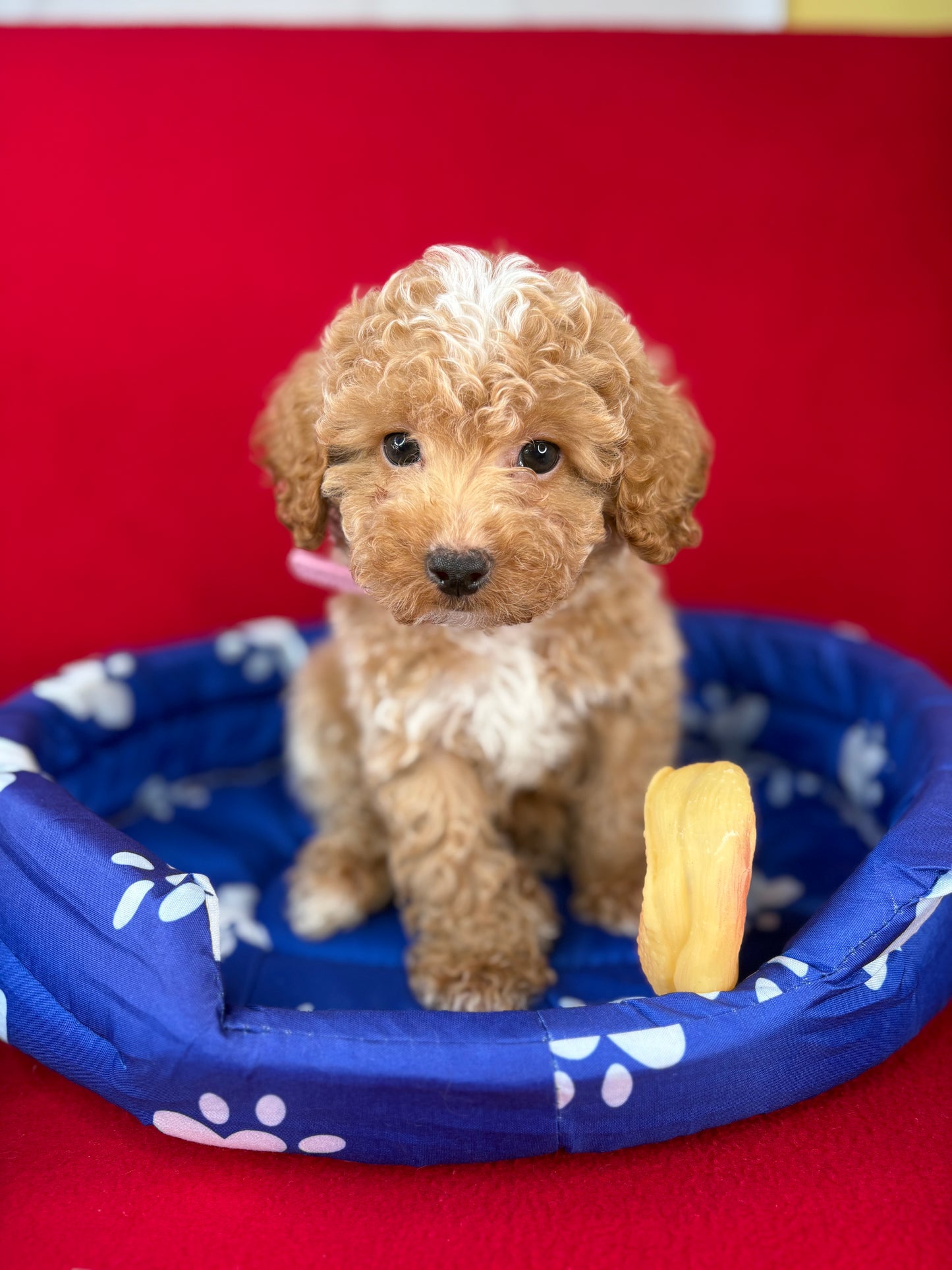 Apricot Male Toy Poodle ‼️(Deposit Only ‼️ Please Read The Description Below ‼️)