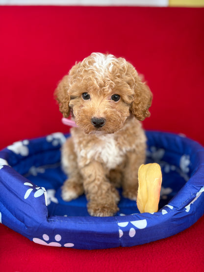 Apricot Male Toy Poodle ‼️(Deposit Only ‼️ Please Read The Description Below ‼️)
