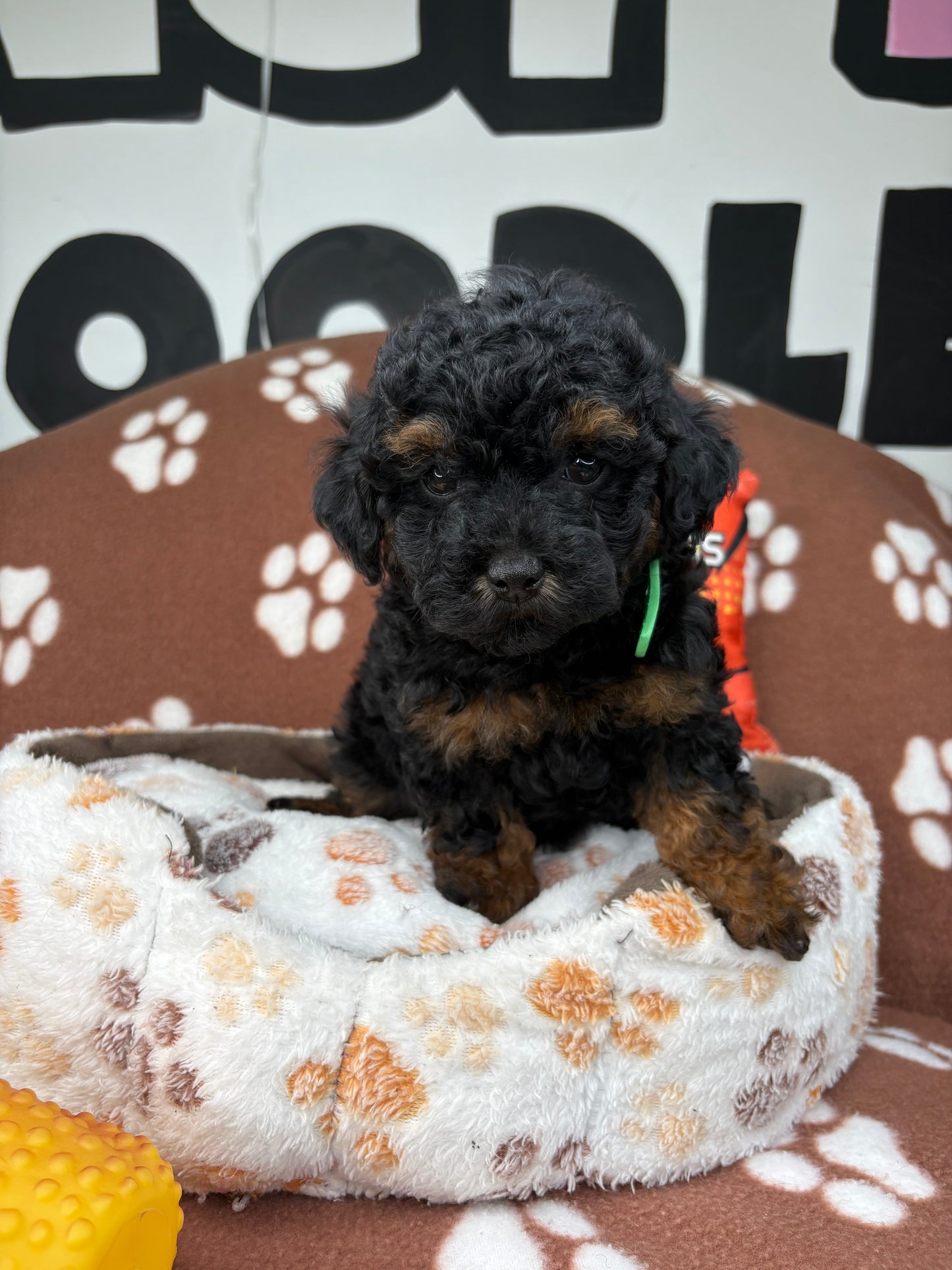 Red Phantom Male Teacup Poodle (Deposit Only‼️Please Read The Description Below‼️)