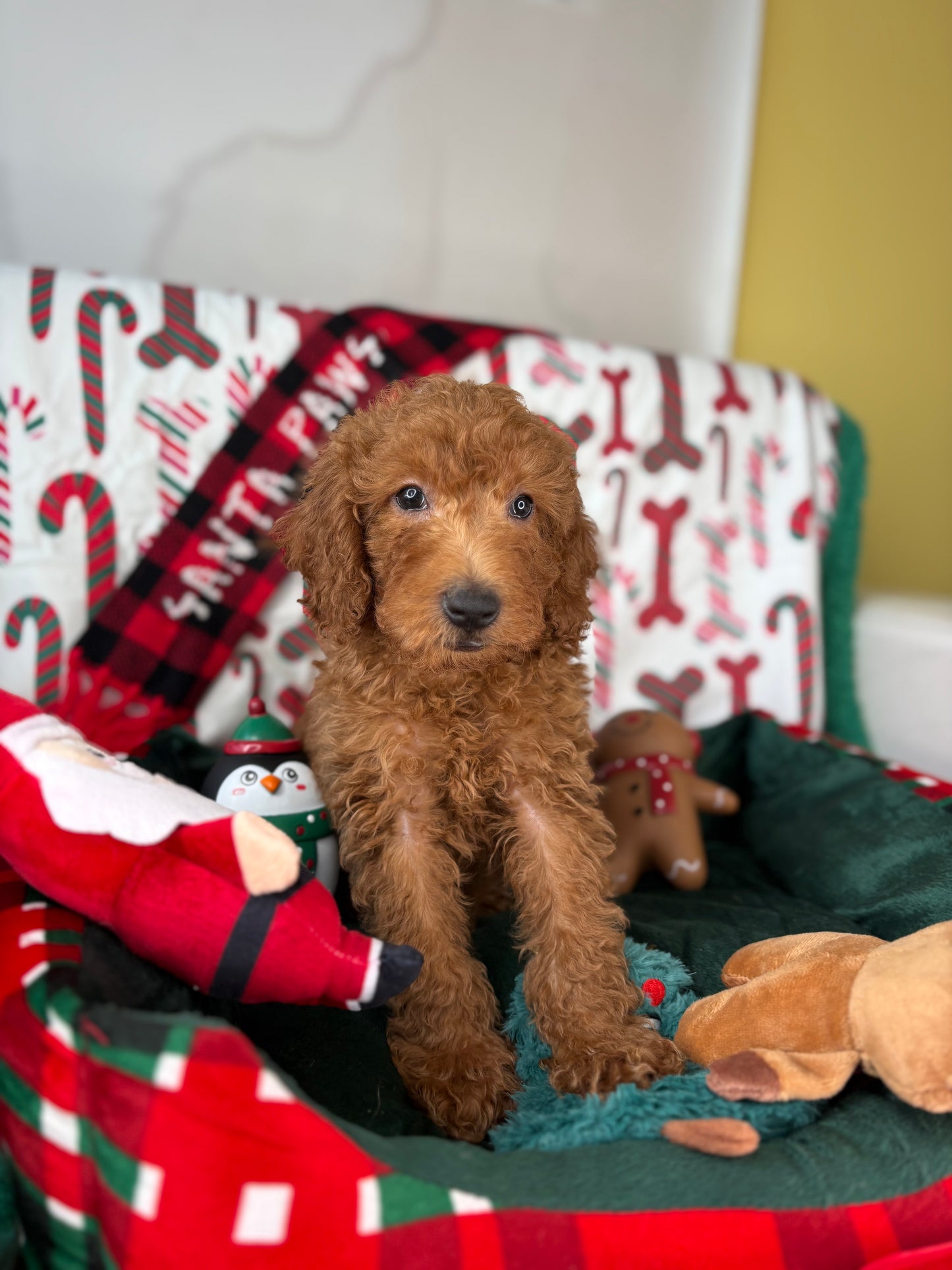 Red Male Miniature Poodle (Deposit Only ‼️ Please Read The DESCRIPTION Below‼️)