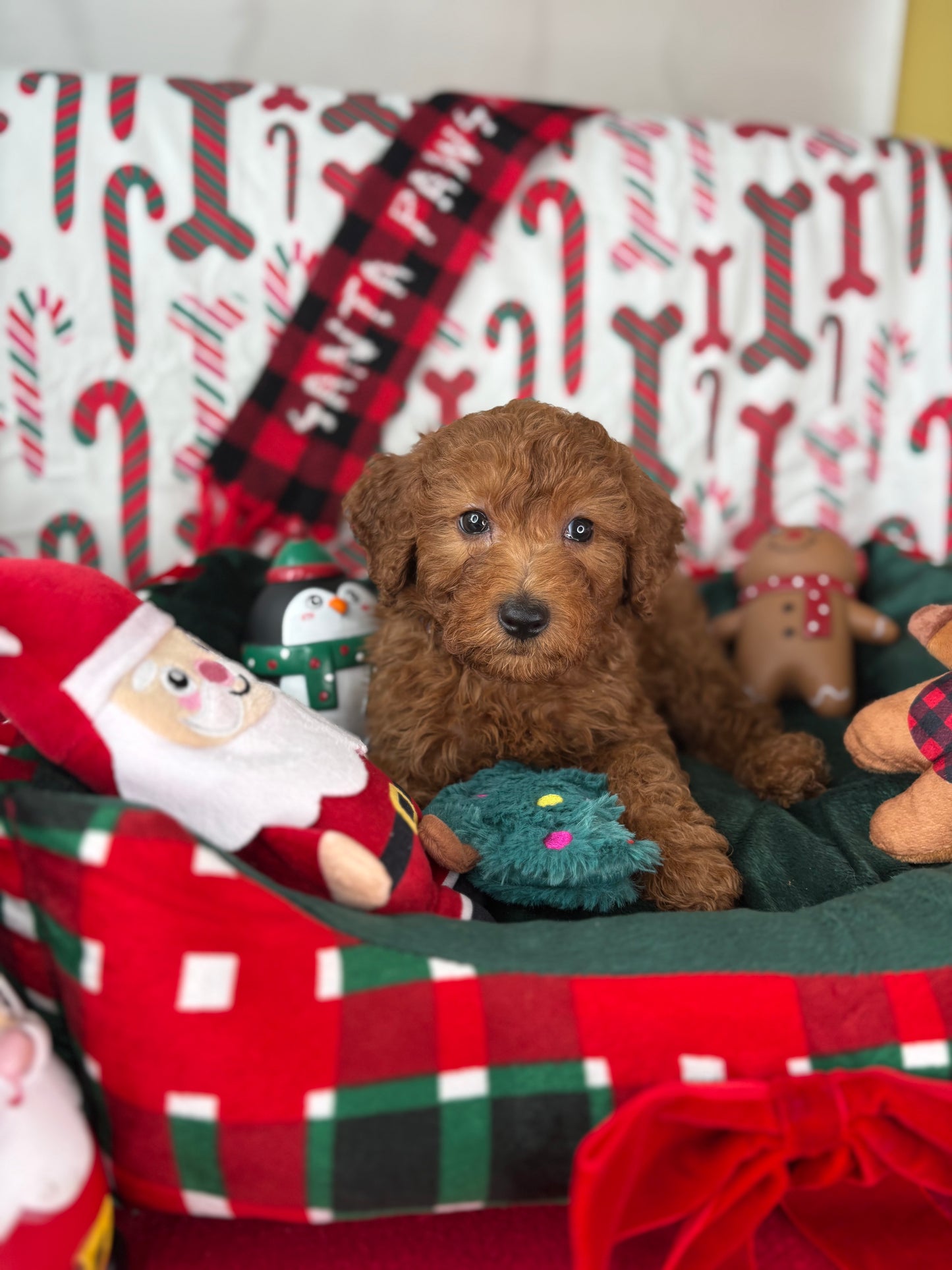 Red Male Miniture Poodle  (Deposit Only, Please Read The Description Below‼️)