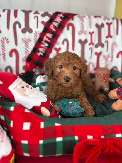 Red Male Miniture Poodle  (Deposit Only, Please Read The Description Below‼️)