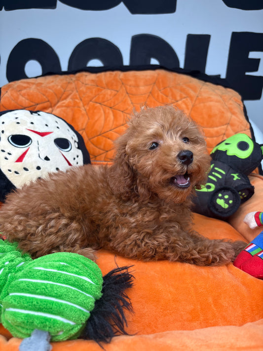 Red Male Toy Poodle (Deposit Only‼️Please Read The Description Below‼️)