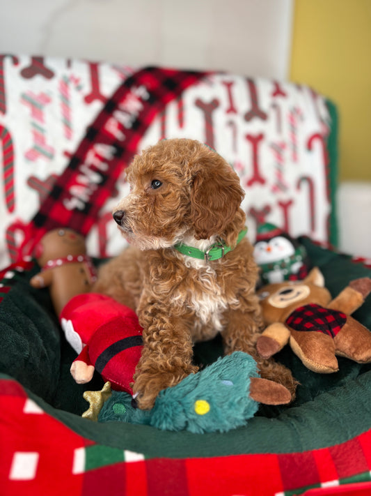 Apricot And White Female Toy Poodle ‼️(Deposit Only ‼️ Please Read The Description Below ‼️)