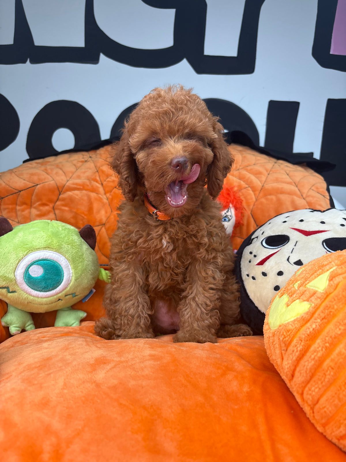 Red Female (Red Nose) Toy Poodle (Deposit Only ‼️ Please Read DESCRIPTION Below‼️)