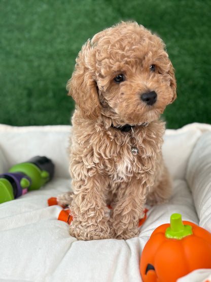 Apricot Male Toy Poodle (Deposit Only‼️Please Read The Description Below‼️)