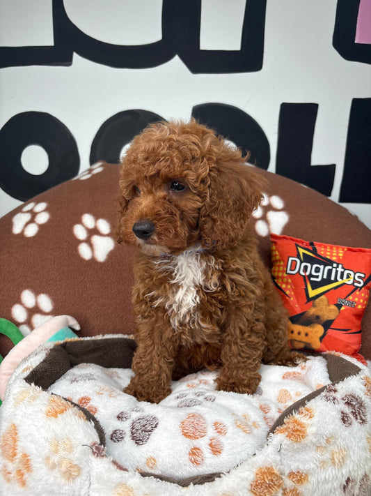 Cherry Red Male Miniature Poodle (Deposit Only ‼️ Please Read The DESCRIPTION Below‼️)