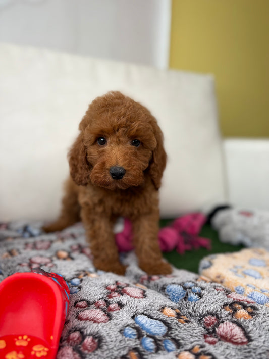 Red Male Toy Poodle (Deposit Only‼️ Please Read The DESCRIPTION Below‼️)