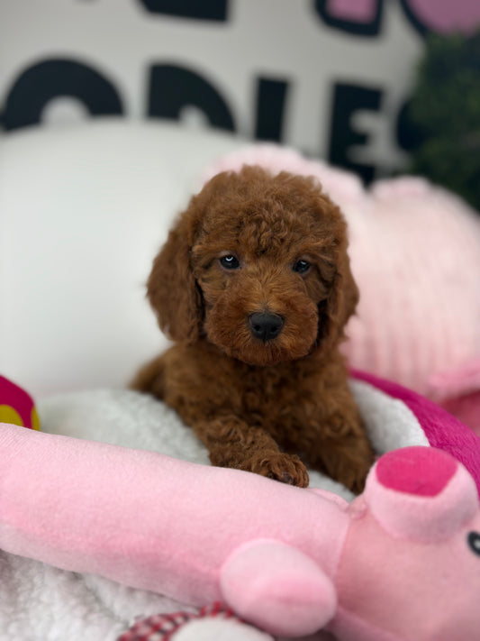 Dark Red Male Toy Poodle 🐩 (Deposit Only‼️Please Read The Description Below‼️)