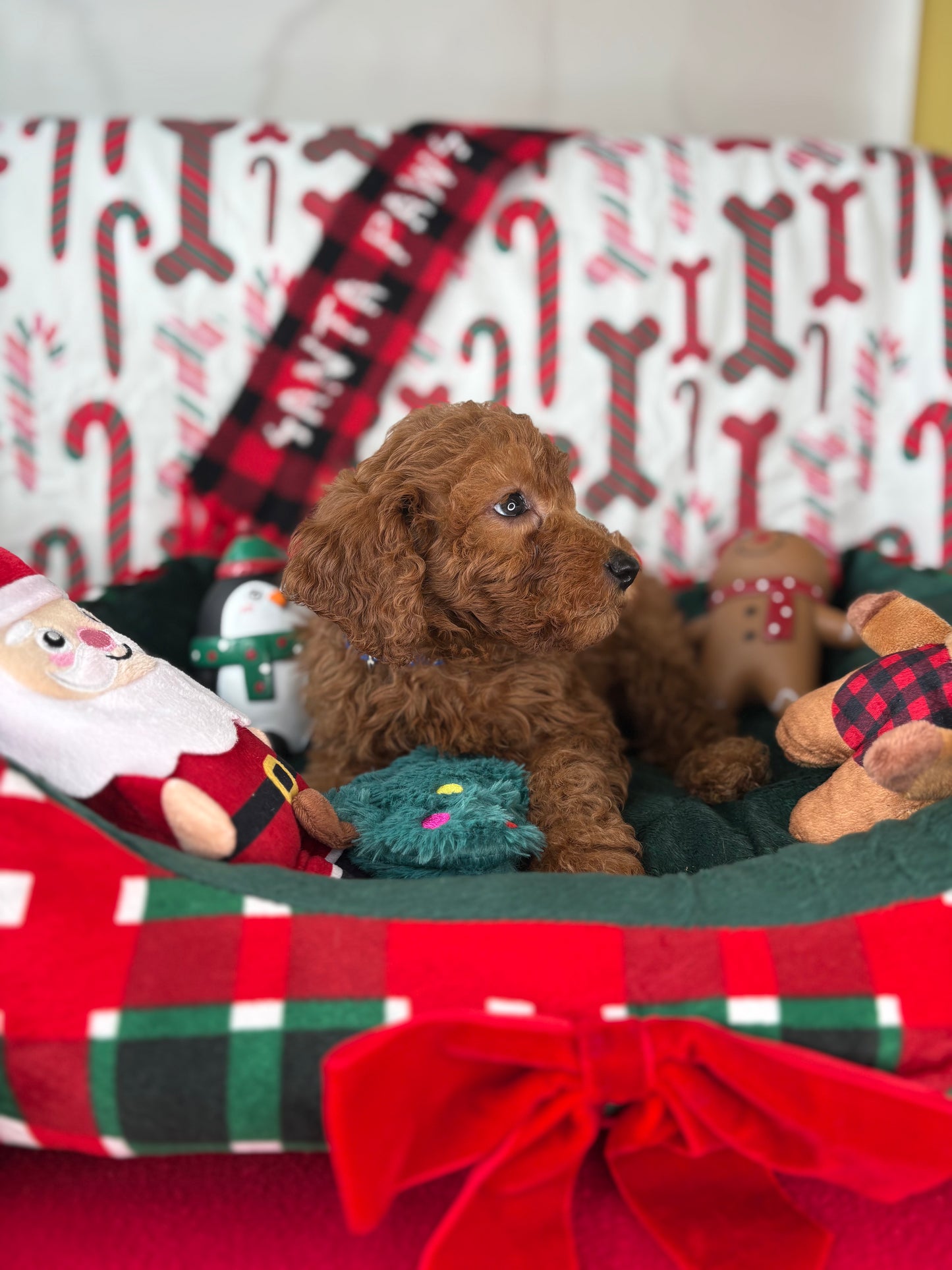 Red Male Miniture Poodle  (Deposit Only, Please Read The Description Below‼️)