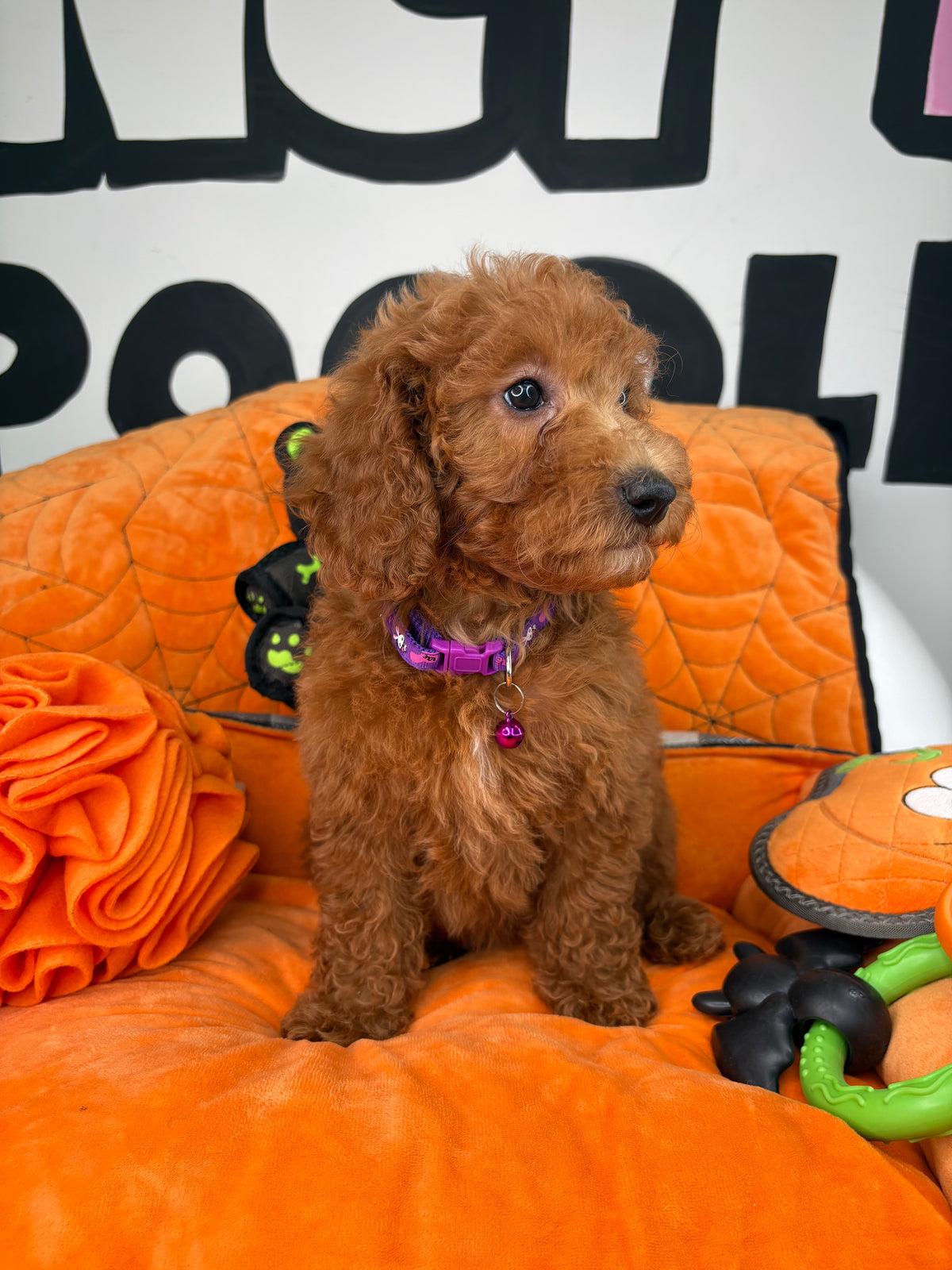 Red Female Miniture Poodle (Deposit Only, Please Read The Description Below‼️)