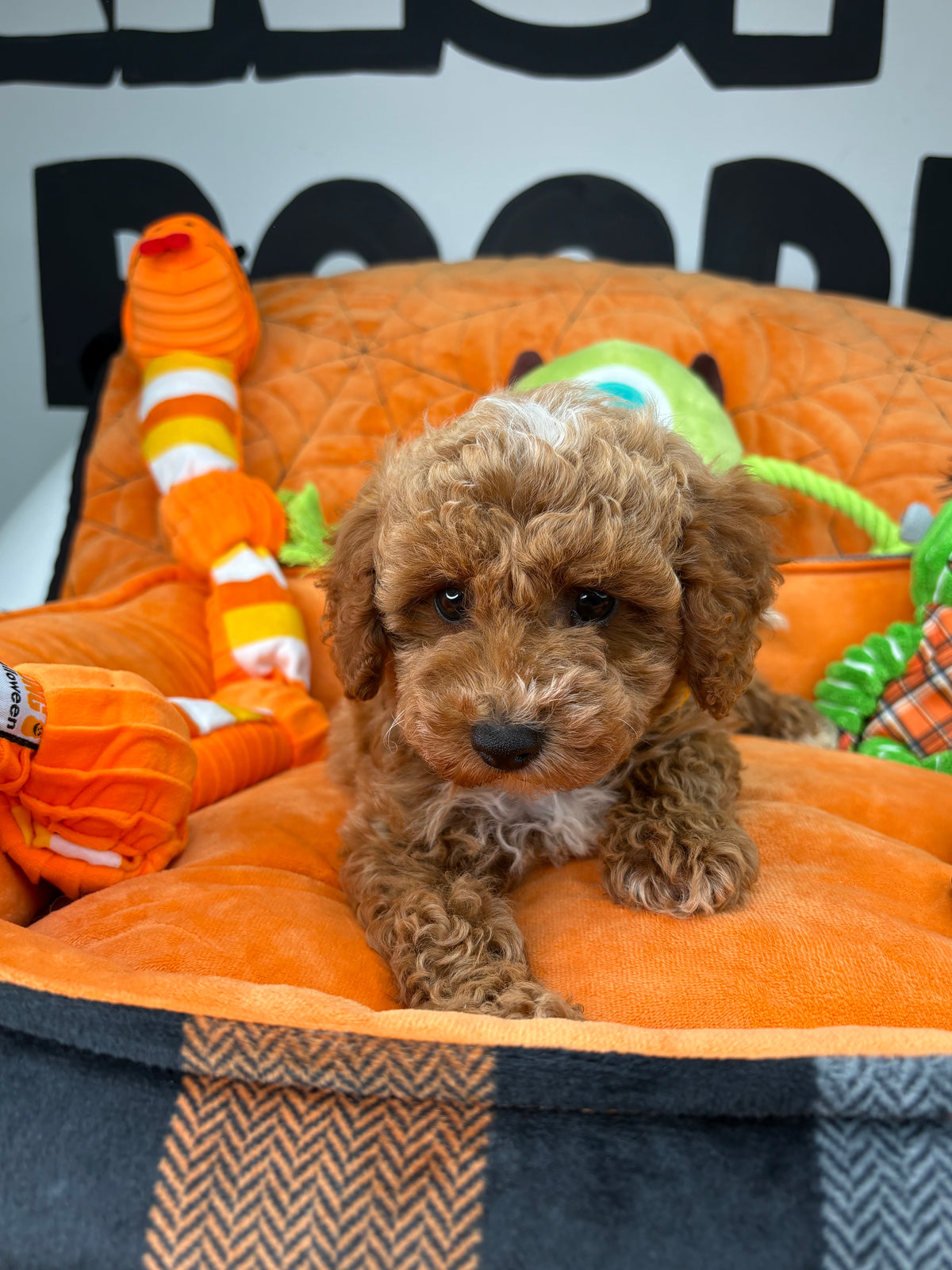 Red And White Male Toy Poodle (Deposit Only‼️Please Read The Description Below‼️)