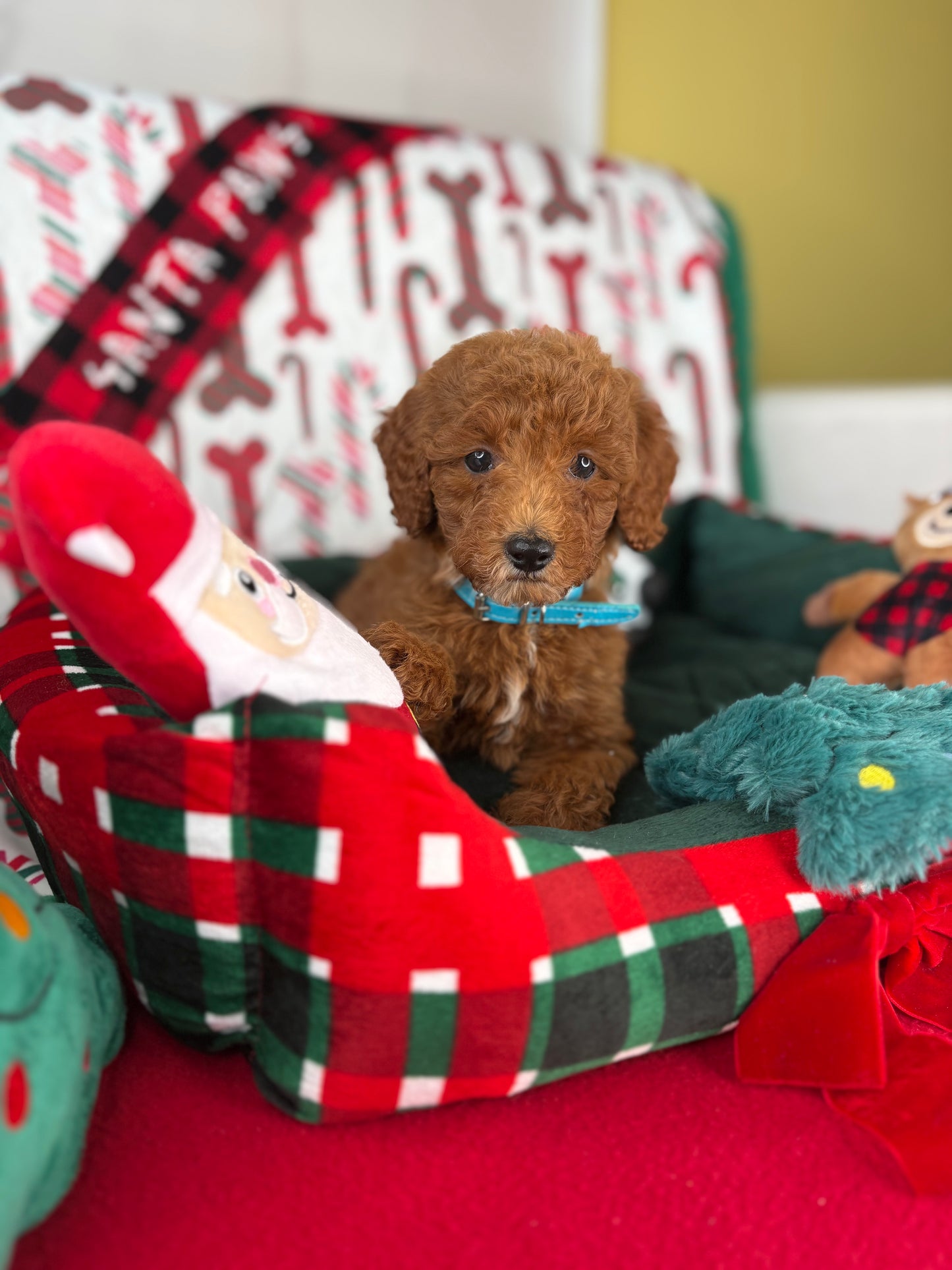 Red Female Toy Poodle (Deposit Only‼️Please Read The Description Below‼️)