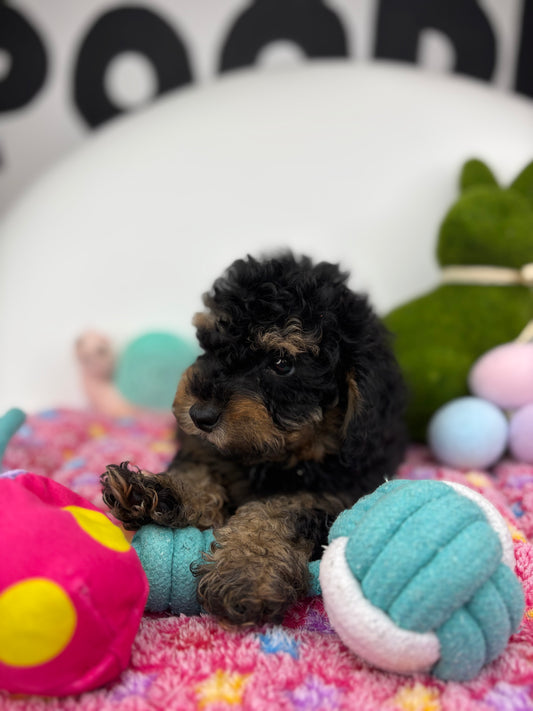 Red Phantom Male Teacup Poodle (Deposit Only Please Read The DESCRIPTION Below‼️