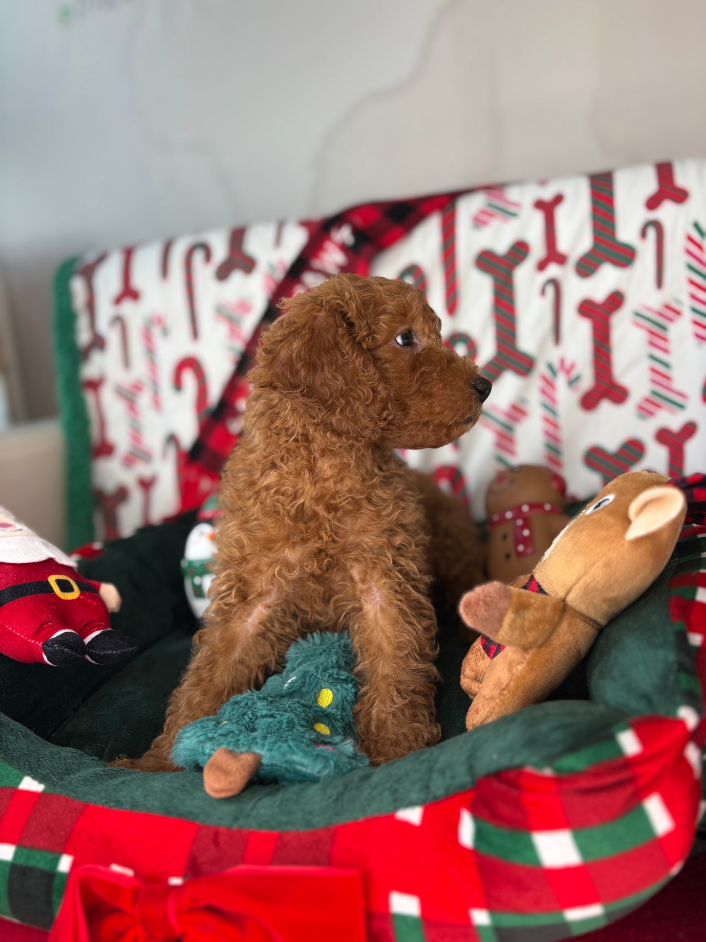 Red Male Miniature Poodle (Deposit Only ‼️ Please Read The DESCRIPTION Below‼️)