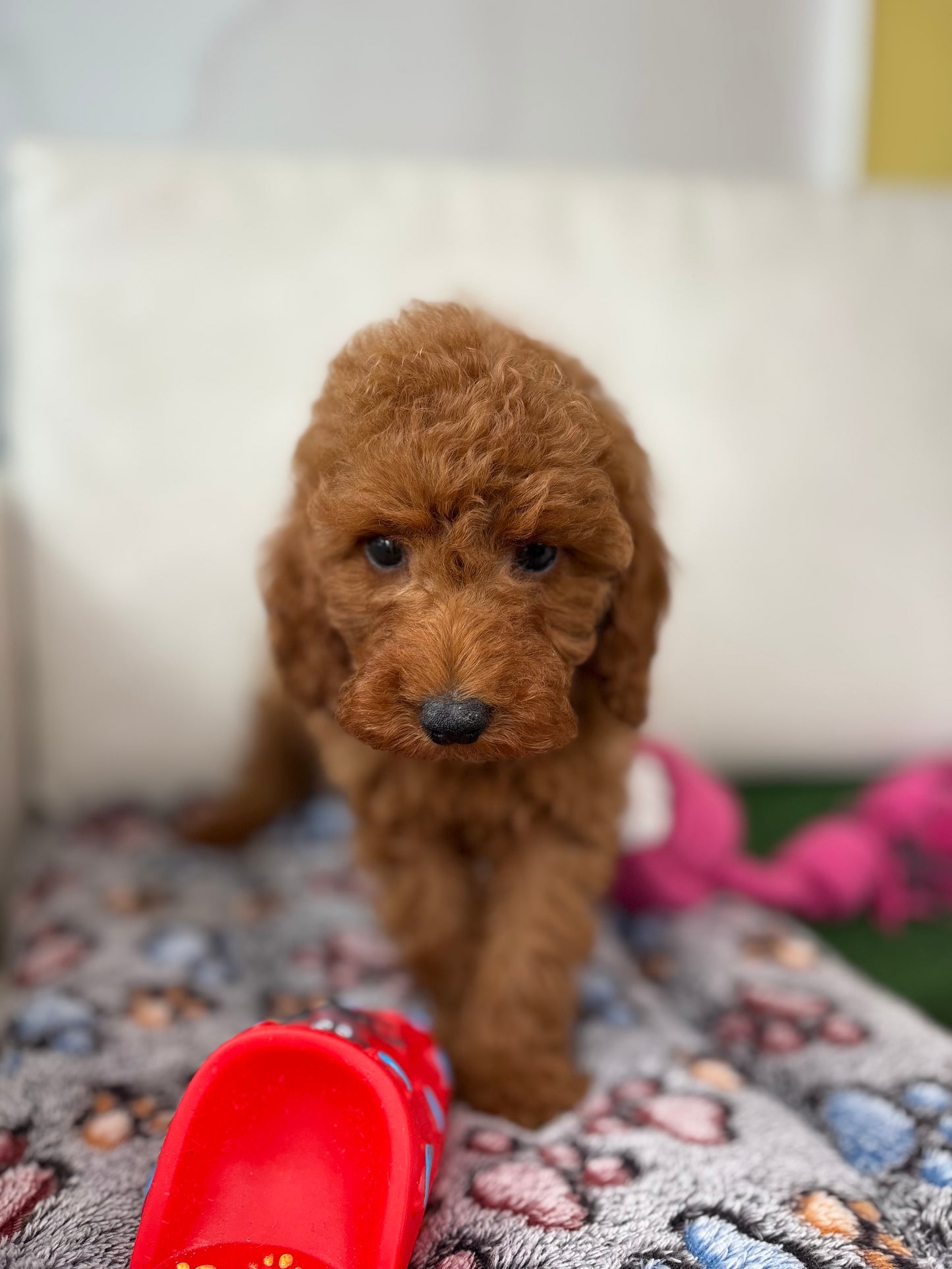 Red Male Toy Poodle (Deposit Only‼️ Please Read The DESCRIPTION Below‼️)