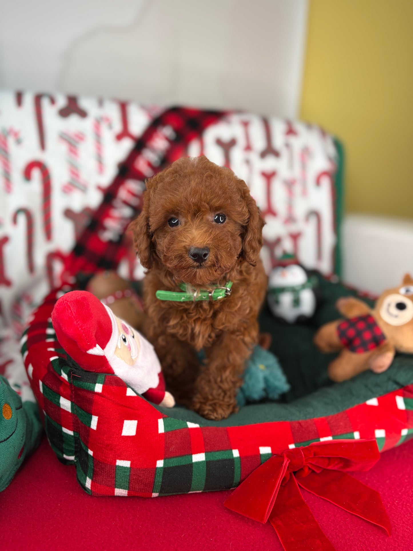 Dark Red Female Toy Poodle ( Deposit Only, Please Read The DESCRIPTION Below‼️)