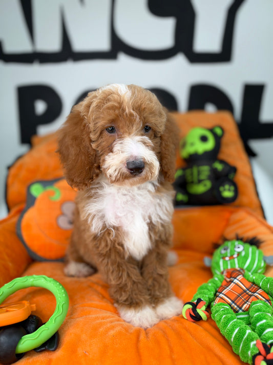 Red And White Female Miniture Poodle (Deposit Only, Please Read The Description Below‼️)
