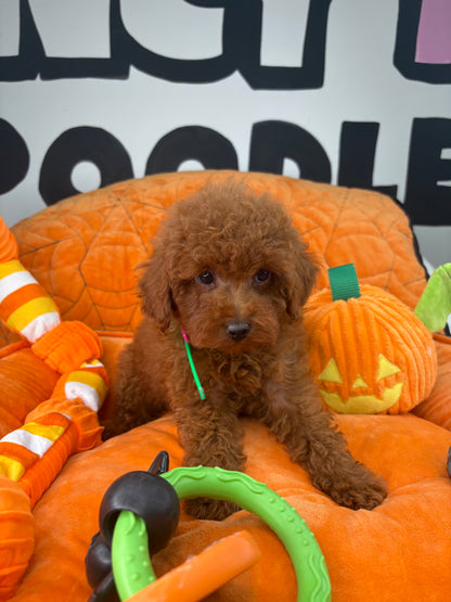 Dark Red Male Toy Poodle  ( Deposit Only‼️Please Read The Description Below‼️)