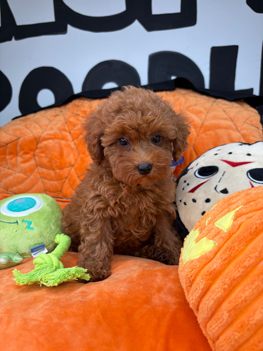 Red Female Teacup Poodle 🐩(Deposit Only ‼️ Please Read The DESCRIPTION Below‼️)