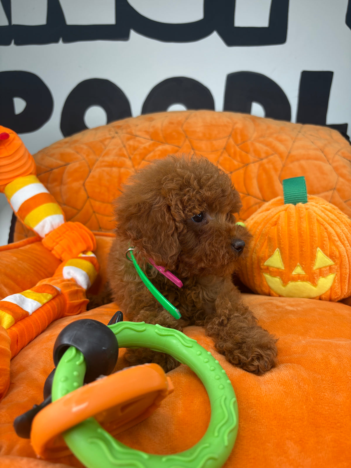Dark Red Male Toy Poodle  ( Deposit Only‼️Please Read The Description Below‼️)
