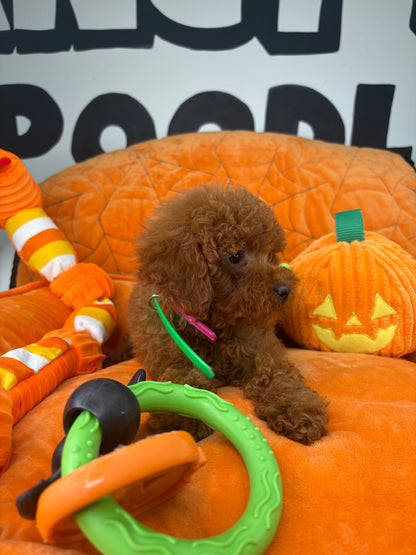 Dark Red Male Toy Poodle  ( Deposit Only‼️Please Read The Description Below‼️)
