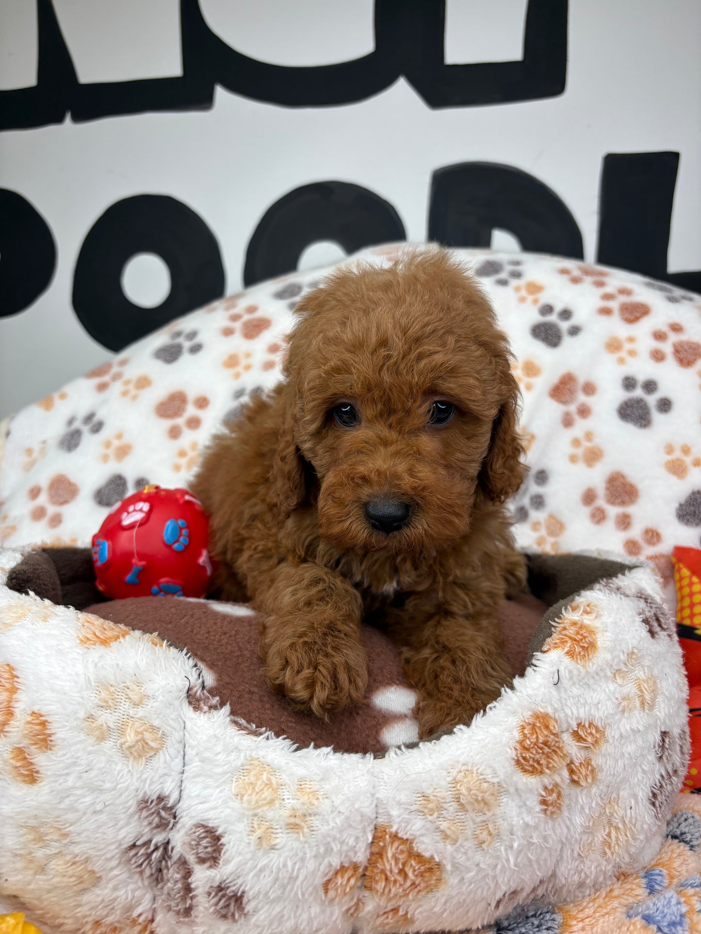 Red Male Toy Poodle 🐩 (Deposit Only ‼️ Please Read The Description Below ‼️)