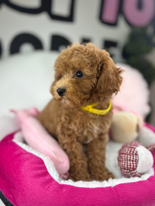 Apricot Male Toy Poodle (Deposit Only ‼️ Please Read DESCRIPTION Below‼️)