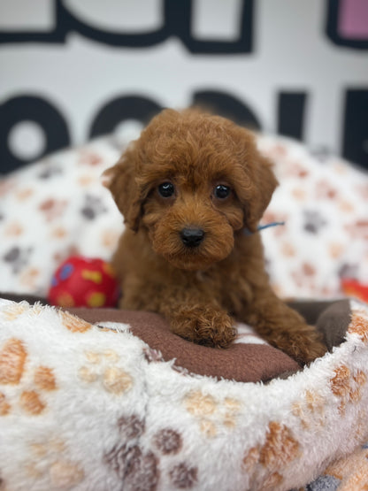 Red Female Toy Poodle ‼️ (Deposit Only Please Read The DESCRIPTION Below‼️