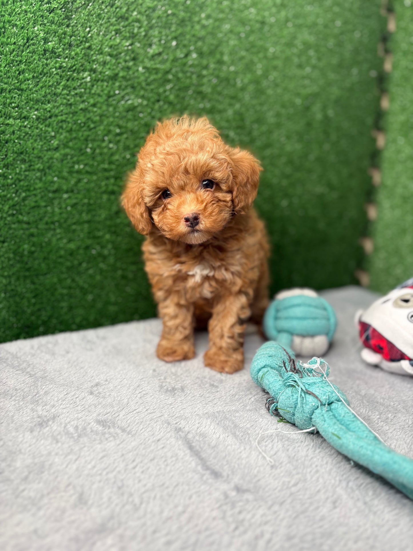 Legend Apricot Micro Poodle 🐩 (Deposit Only ‼️Please Read The Description Below‼️)
