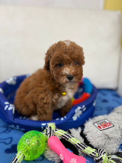Red And White Female Toy Poodle ‼️ (Deposit Only Please Read The DESCRIPTION Below‼️