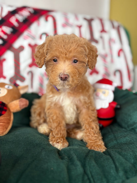 Apricot Male Teacup Poodle (Deposit Only‼️Please Read The Description Below‼️)