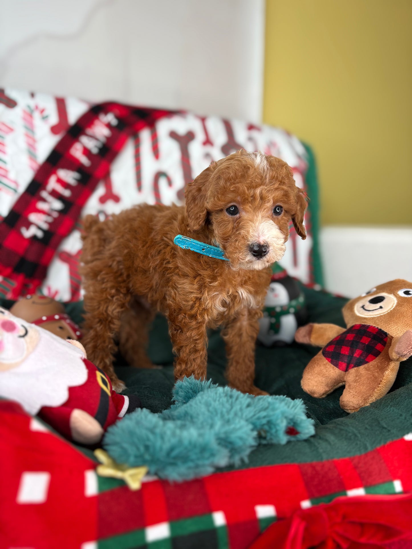 Red And White Male Teacup Poodle (Deposit Only‼️ Please Read The Description Below‼️)