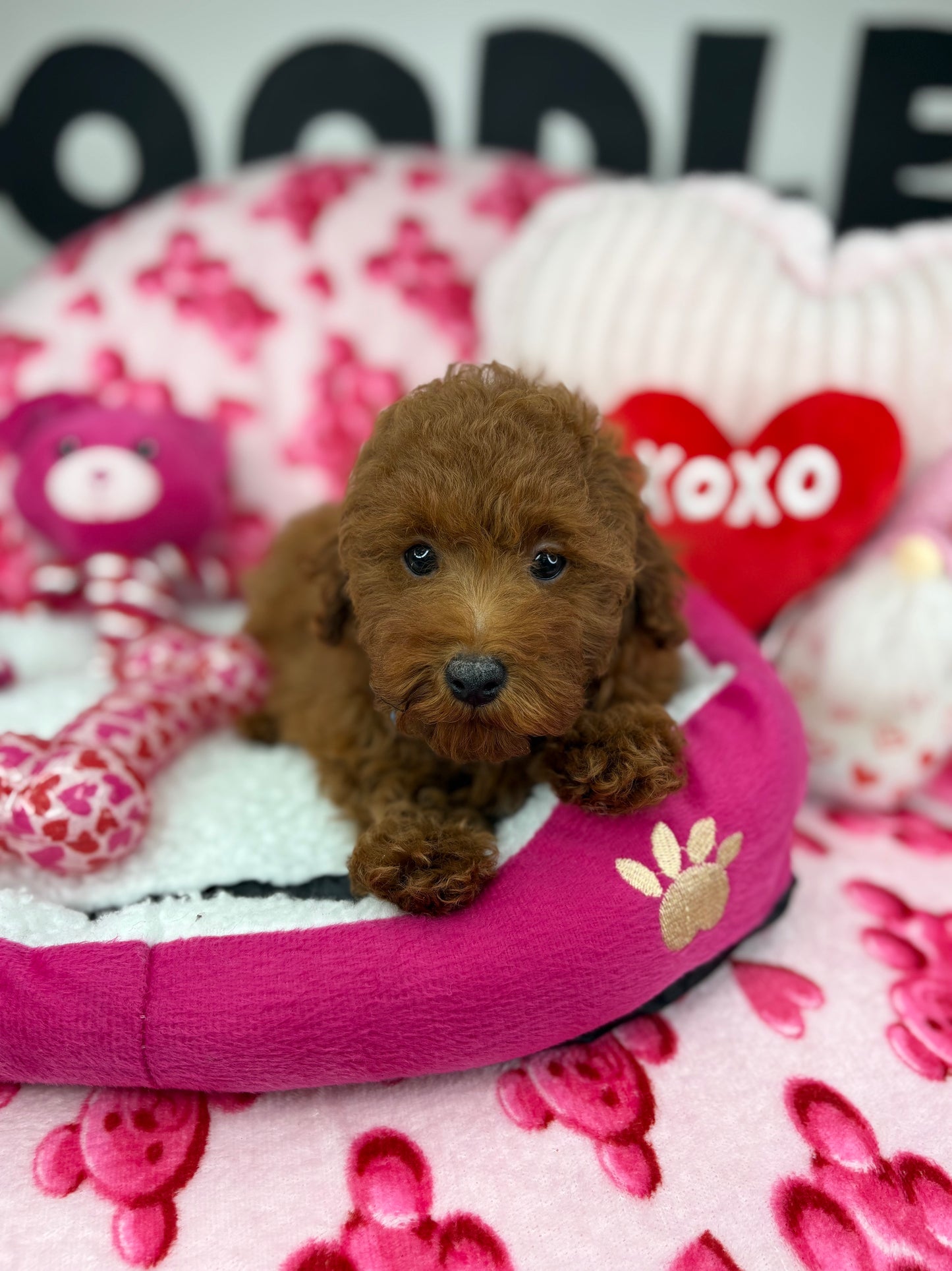Dark Red Male Toy Poodle (Deposit Only‼️Please Read The Description Below‼️)