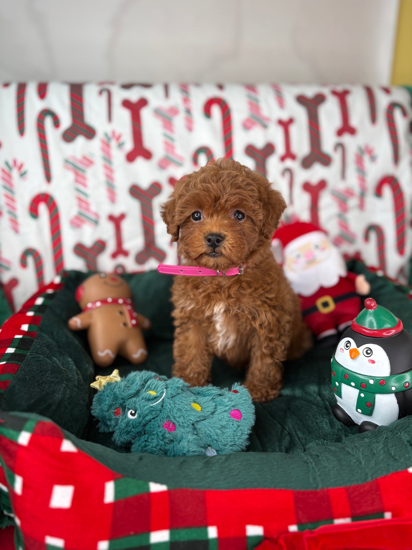 Red Female Teacup Poodle 🍫(Deposit Only‼️Please Read The Description Below‼️)