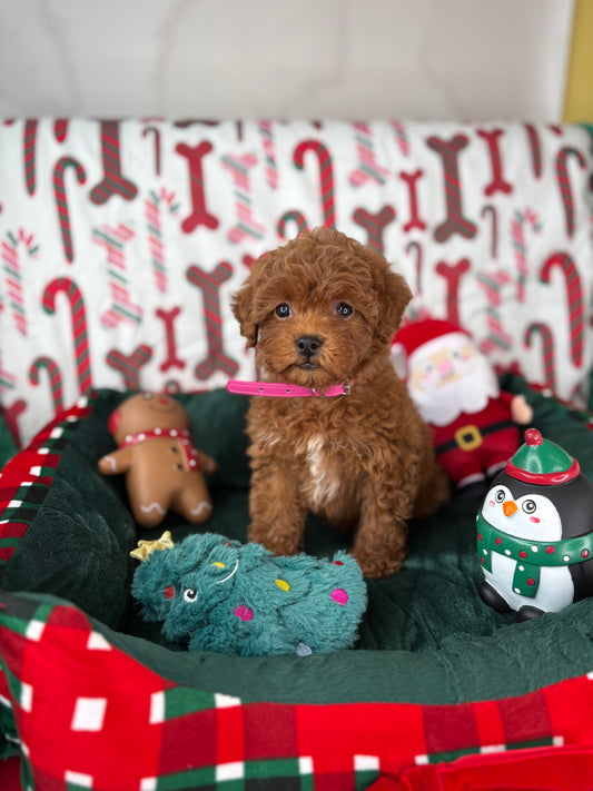 Red Female Teacup Poodle 🍫(Deposit Only‼️Please Read The Description Below‼️)
