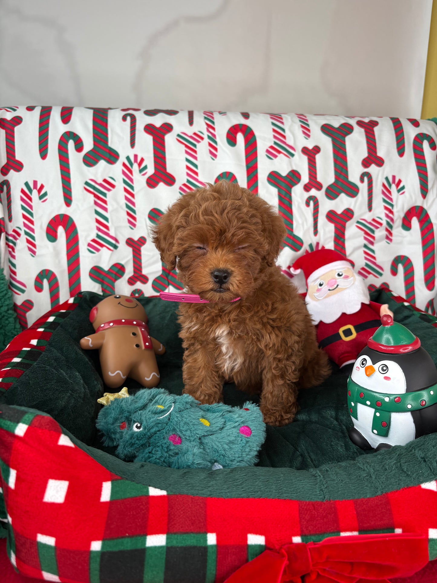 Red Female Teacup Poodle 🍫(Deposit Only‼️Please Read The Description Below‼️)