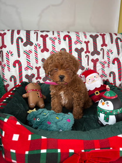 Red Female Teacup Poodle 🍫(Deposit Only‼️Please Read The Description Below‼️)