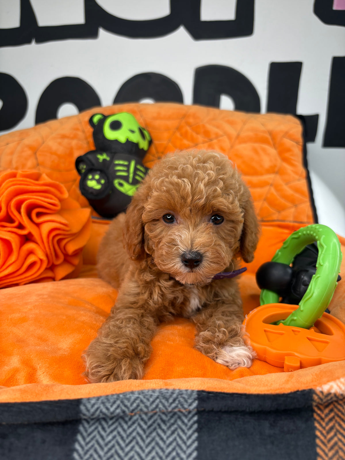 Red And White Female Toy Poodle ( Deposit Only, Please Read The DESCRIPTION Below‼️)