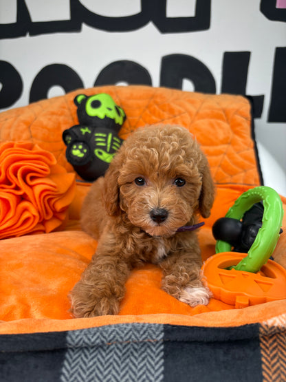 Red And White Female Toy Poodle ( Deposit Only, Please Read The DESCRIPTION Below‼️)