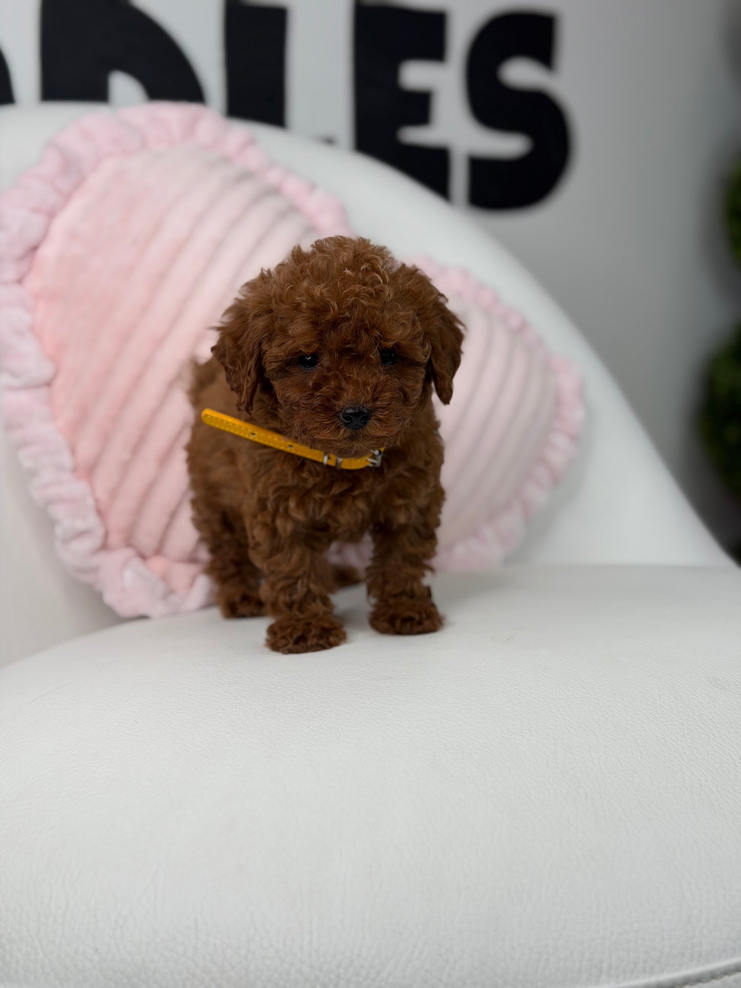 Dark Red Female Teacup Poodle ‼️(Deposit Only ‼️ Please Read The Description Below ‼️)